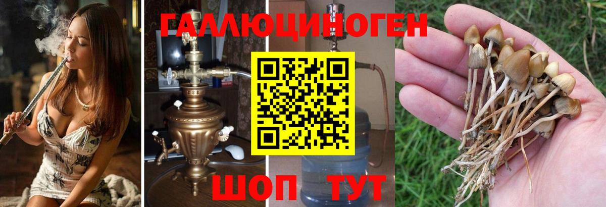 Псилоцибиновые грибы мицелий  Вход с VPN  купить наркоту  Кувандык 